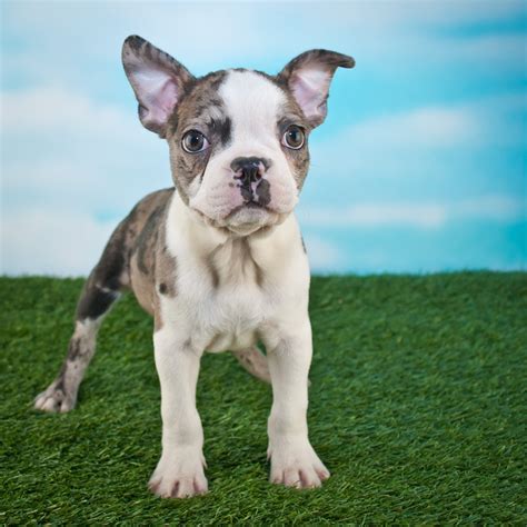 frenchtons puppies|frenchton puppies for sale locally.